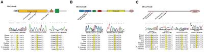 Multiple Rare Risk Coding Variants in Postsynaptic Density-Related Genes Associated With Schizophrenia Susceptibility